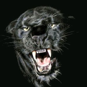 Meet your Posher, Samuel